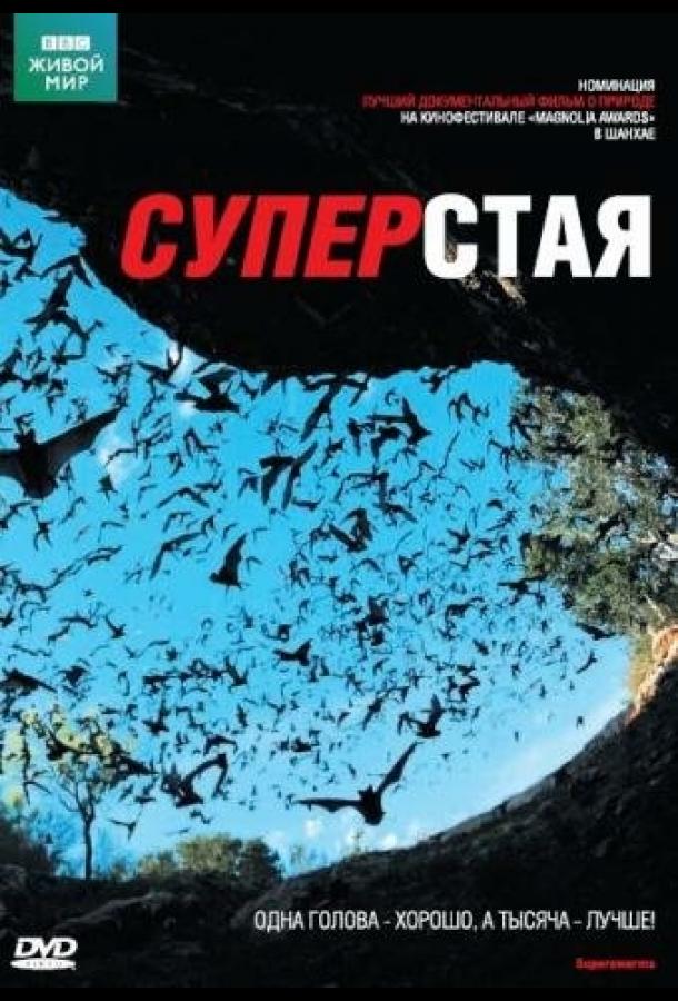 BBC: Суперстая (1 сезон)